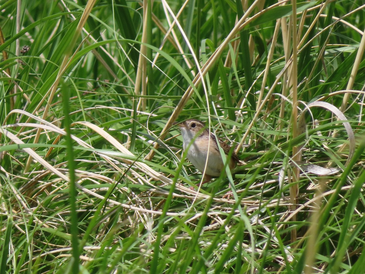 Sedge Wren - ML638458706