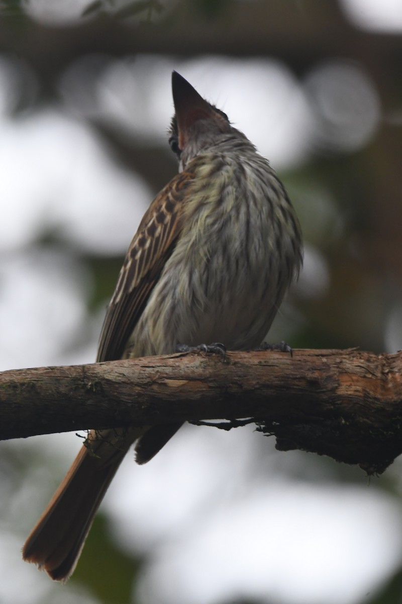 Streaked Flycatcher - ML638458714