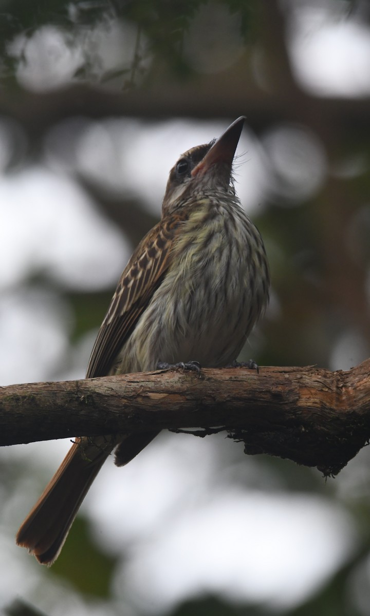 Streaked Flycatcher - ML638458715