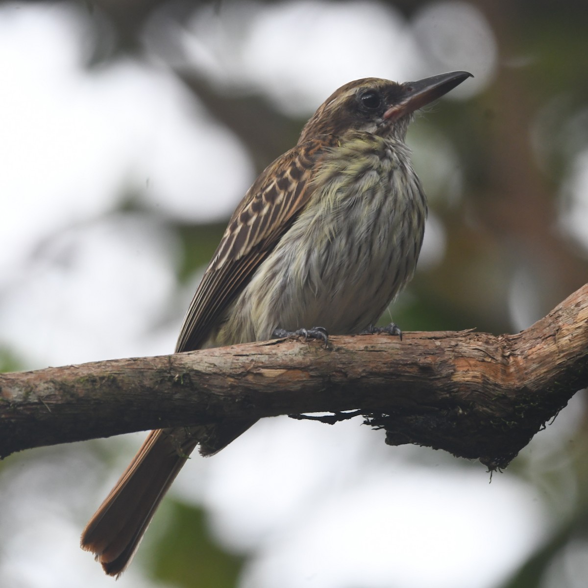 Streaked Flycatcher - ML638458716