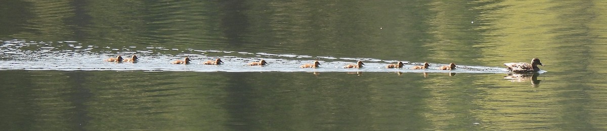 Mallard - ML638458717