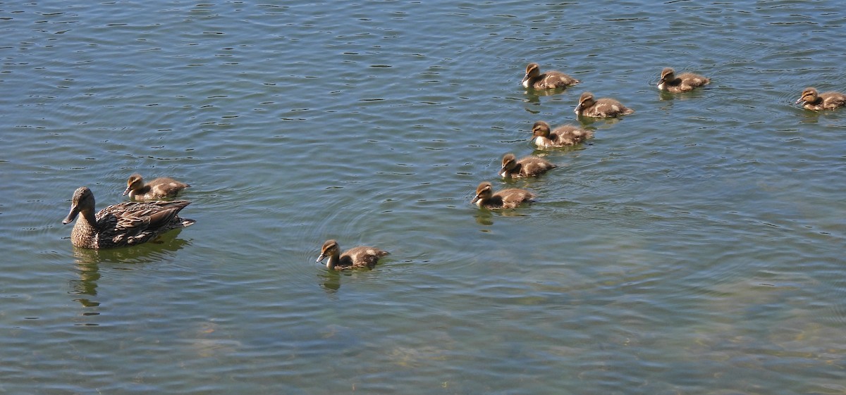 Mallard - ML638458718