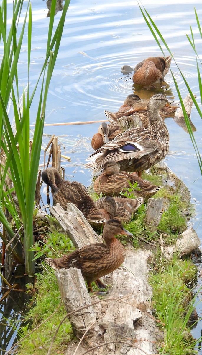 Mallard - ML638458719