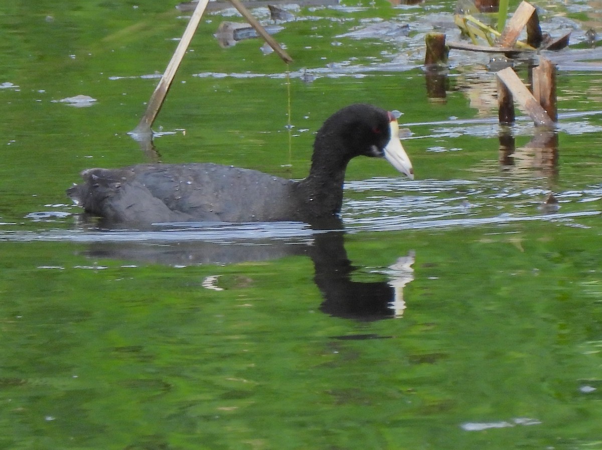 American Coot - ML638458722