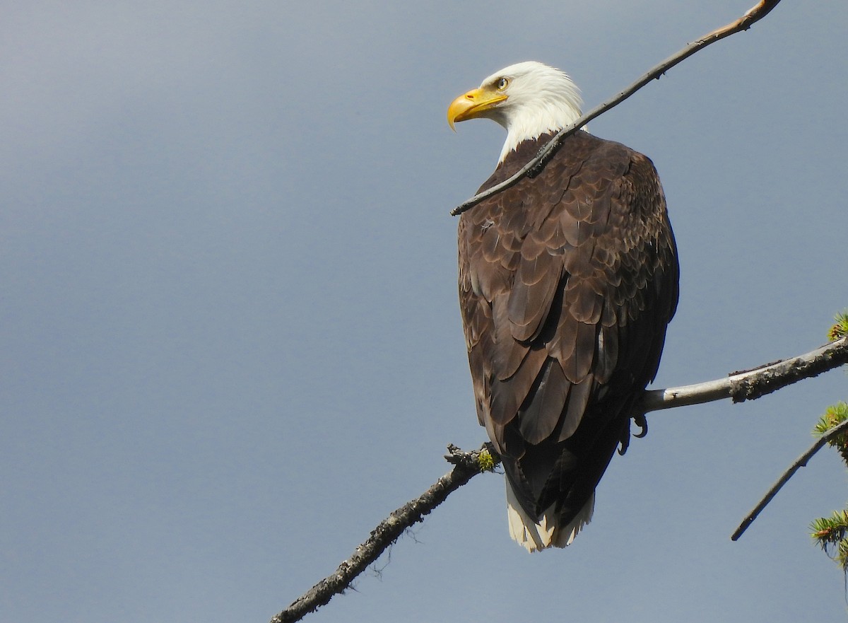 Bald Eagle - ML638458732