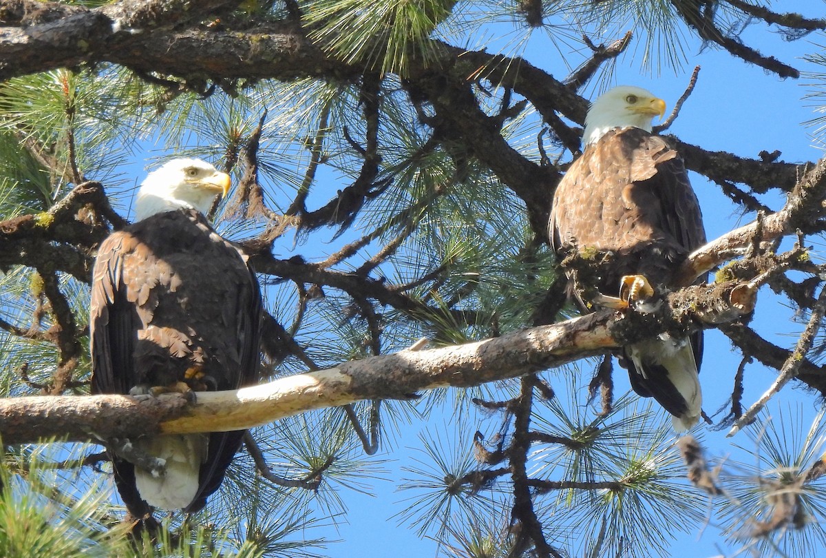 Bald Eagle - ML638458733