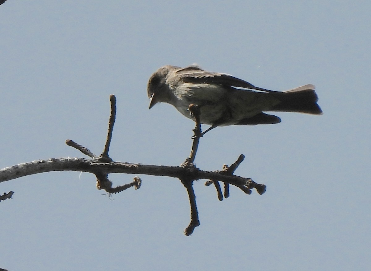 Western Wood-Pewee - ML638458740