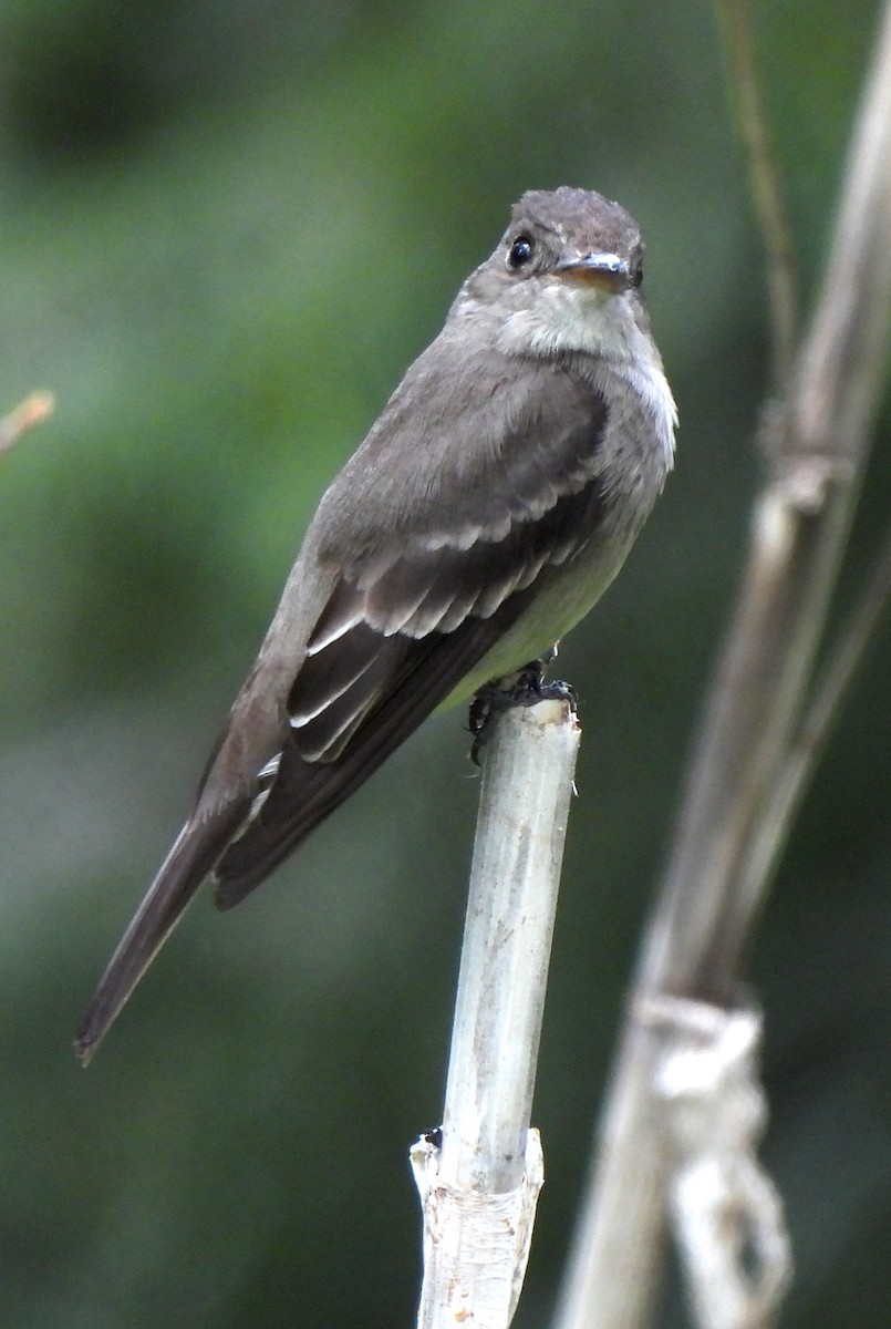 Western Wood-Pewee - ML638458741