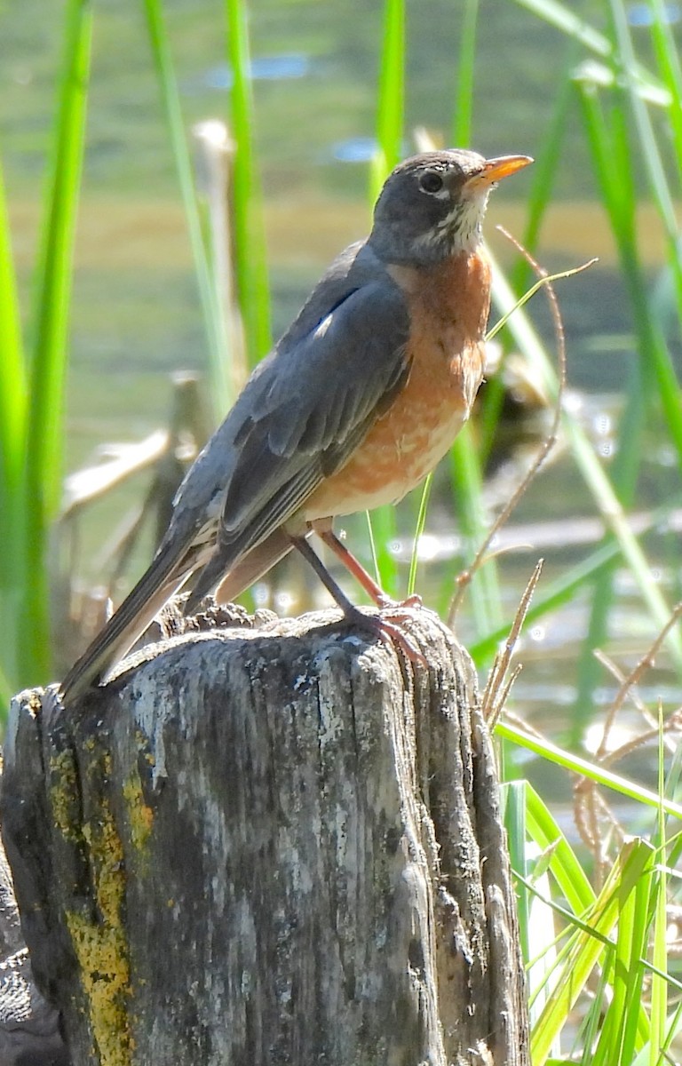 American Robin - ML638458755