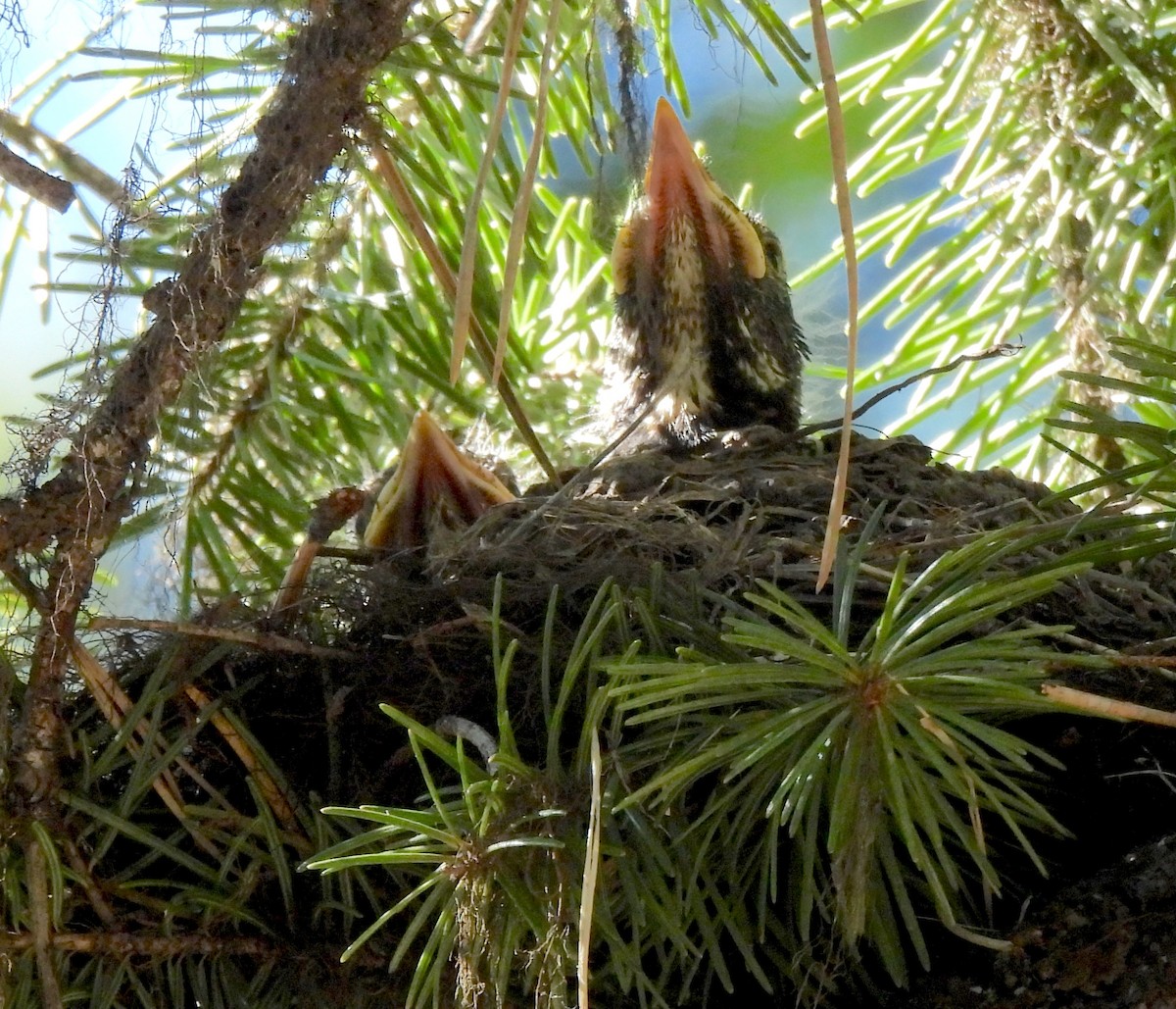 American Robin - ML638458756