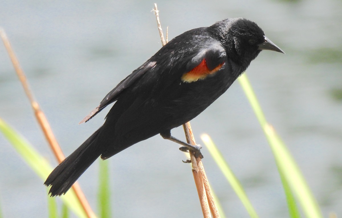 Red-winged Blackbird - ML638458762