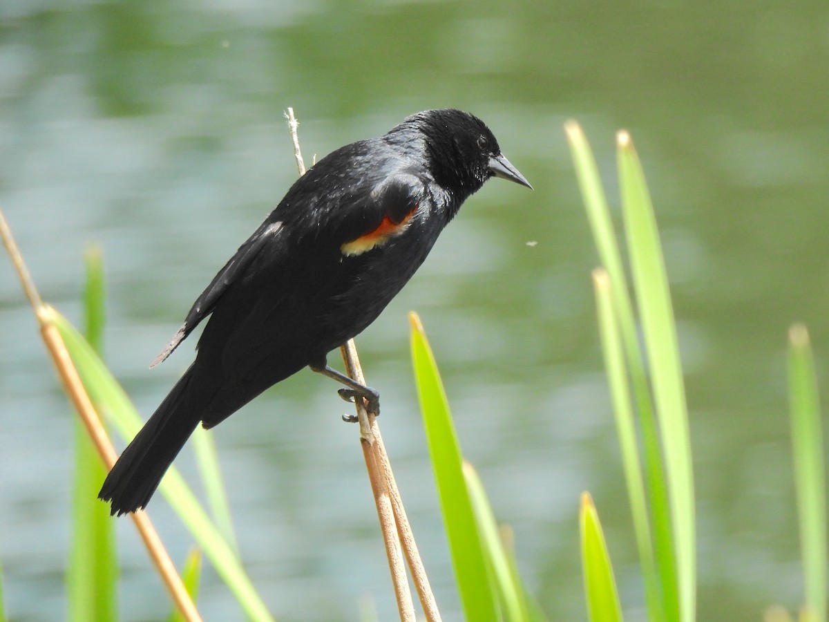 Red-winged Blackbird - ML638458763
