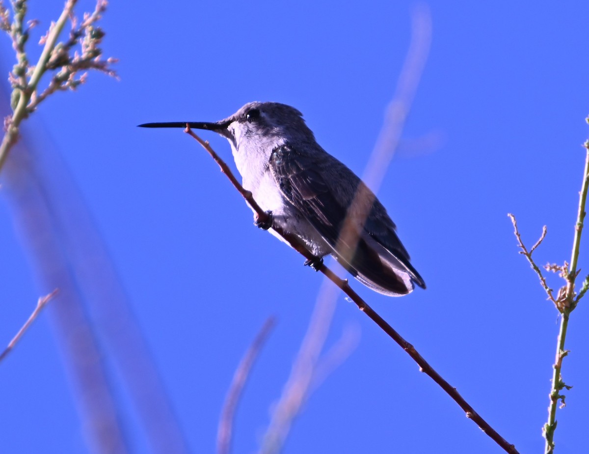 Costa's Hummingbird - ML638458772