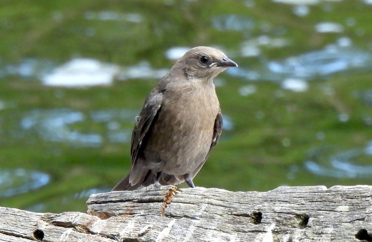 Brewer's Blackbird - ML638458773