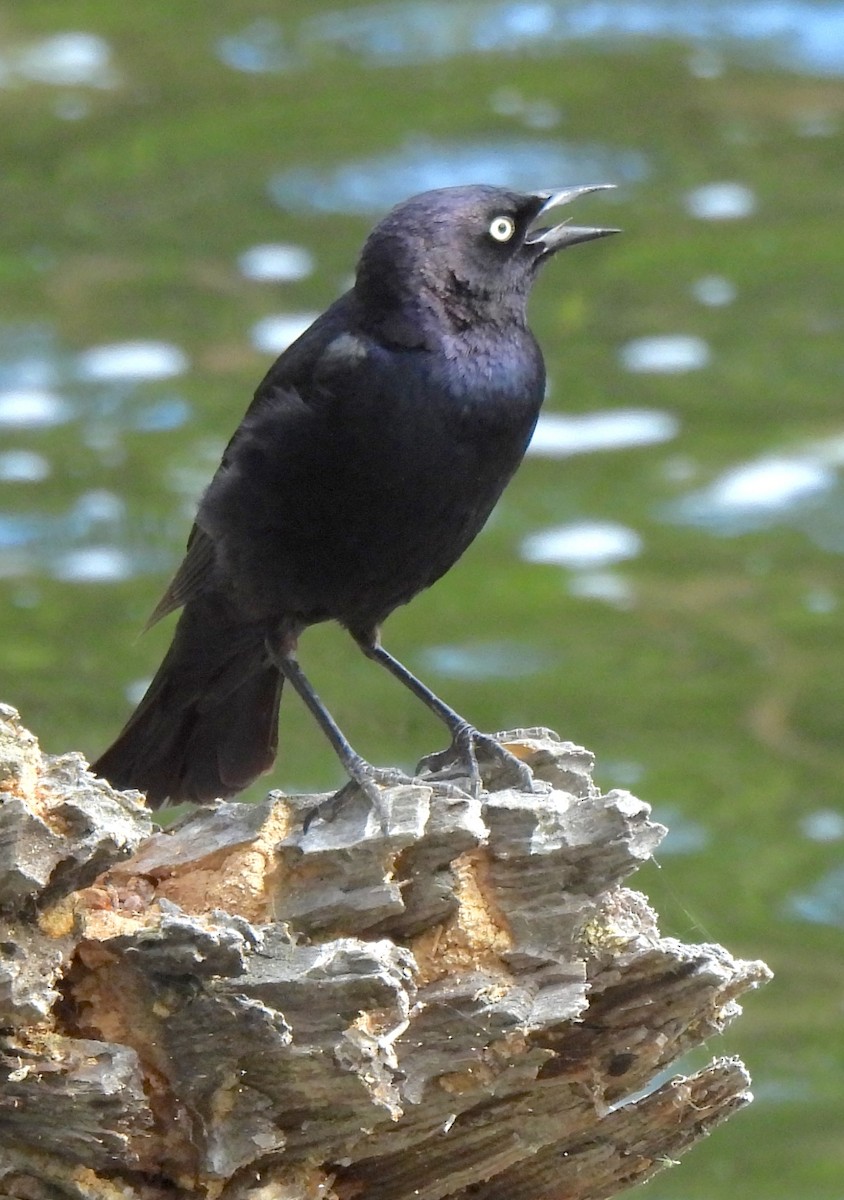 Brewer's Blackbird - ML638458774