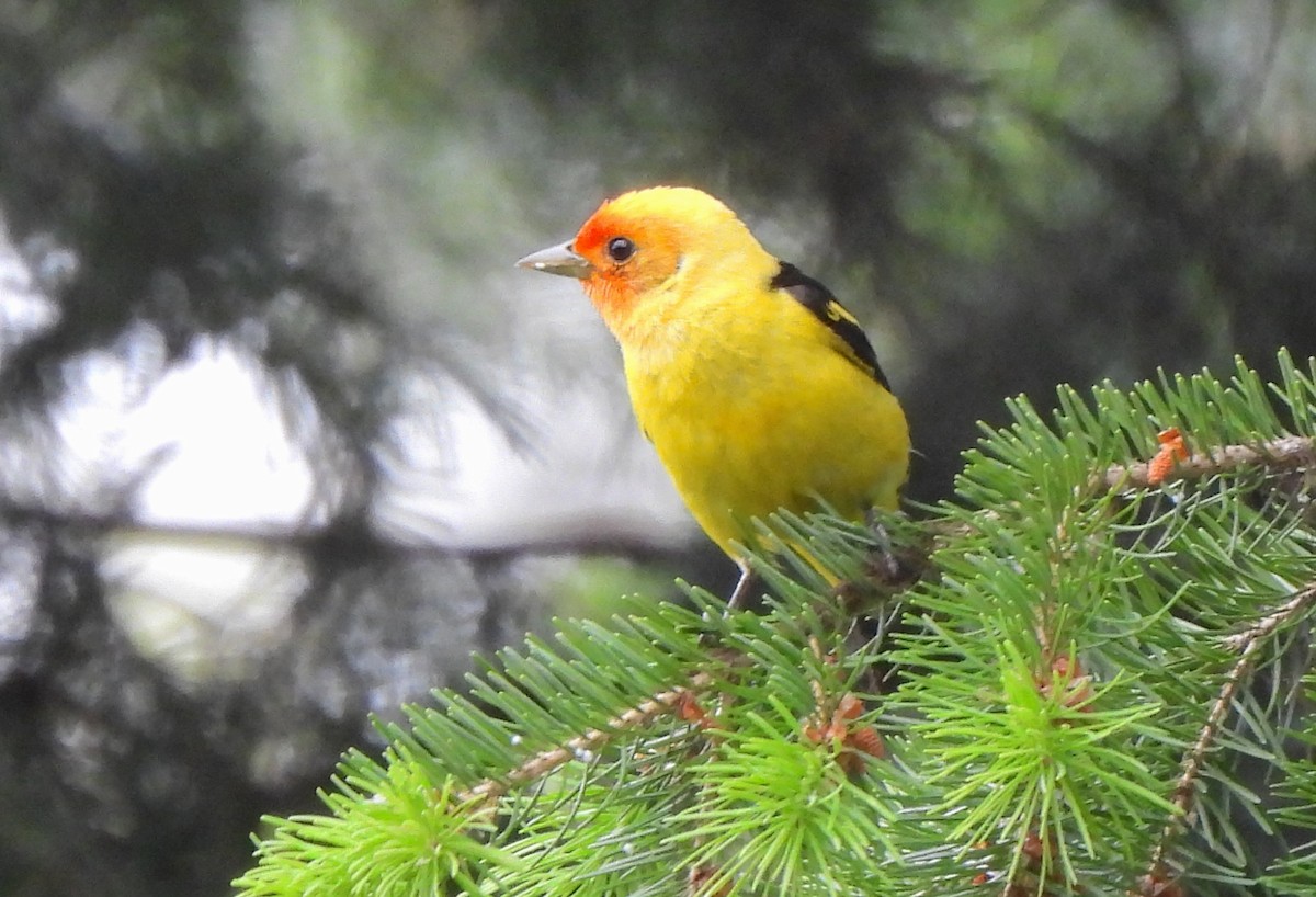 Western Tanager - ML638458776