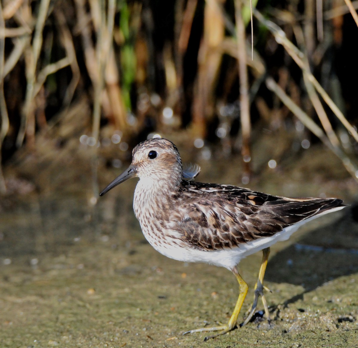 Least Sandpiper - Marcia Balestri