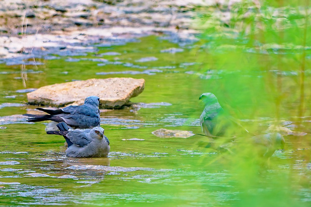 Mississippi Kite - ML638458814