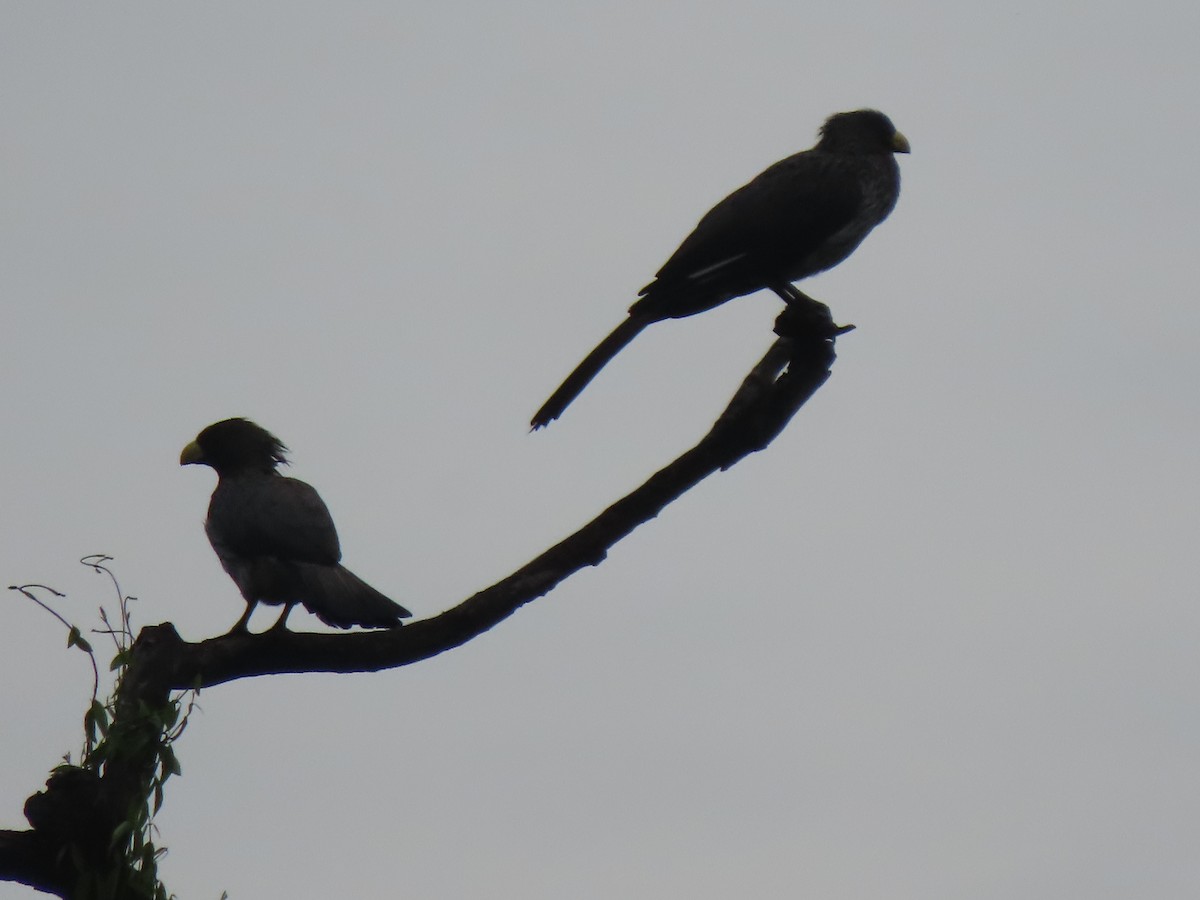 Western Plantain-eater - ML638458828