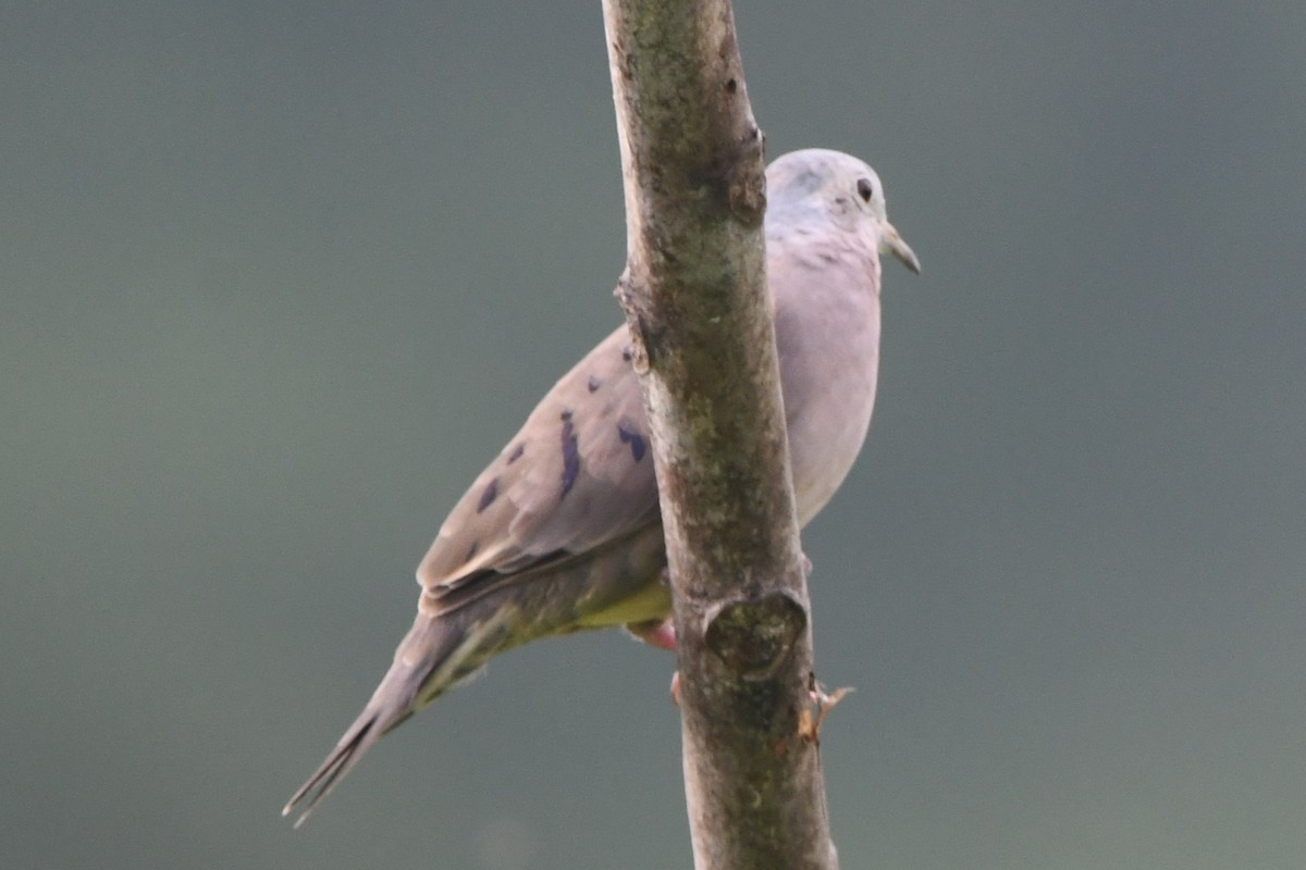 Plain-breasted Ground Dove - ML638458830