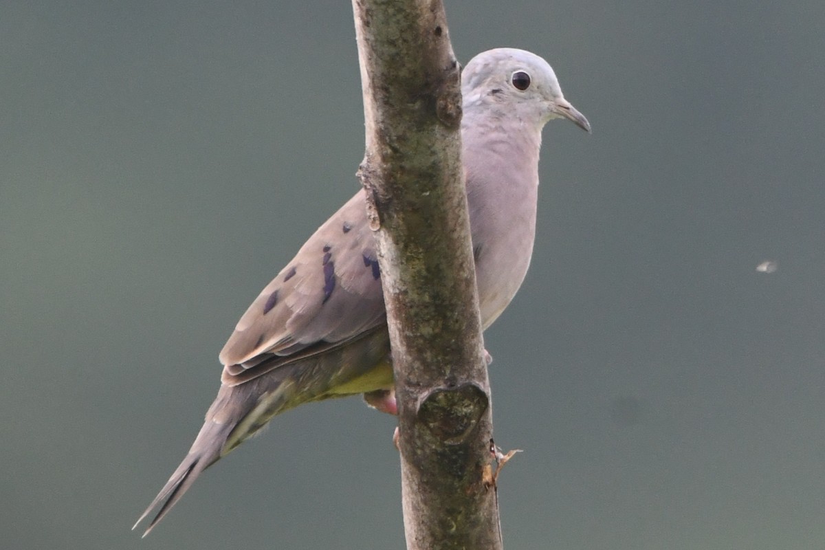 Plain-breasted Ground Dove - ML638458831