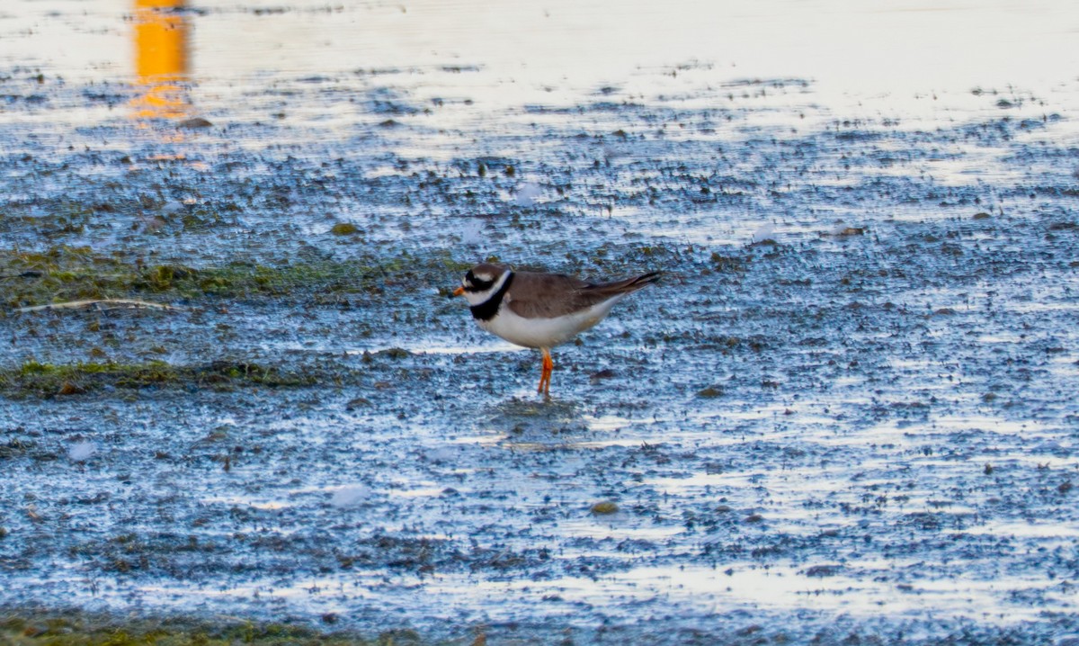 Common Ringed Plover - ML638458836