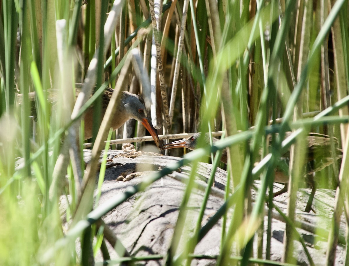 Virginia Rail - ML638458895