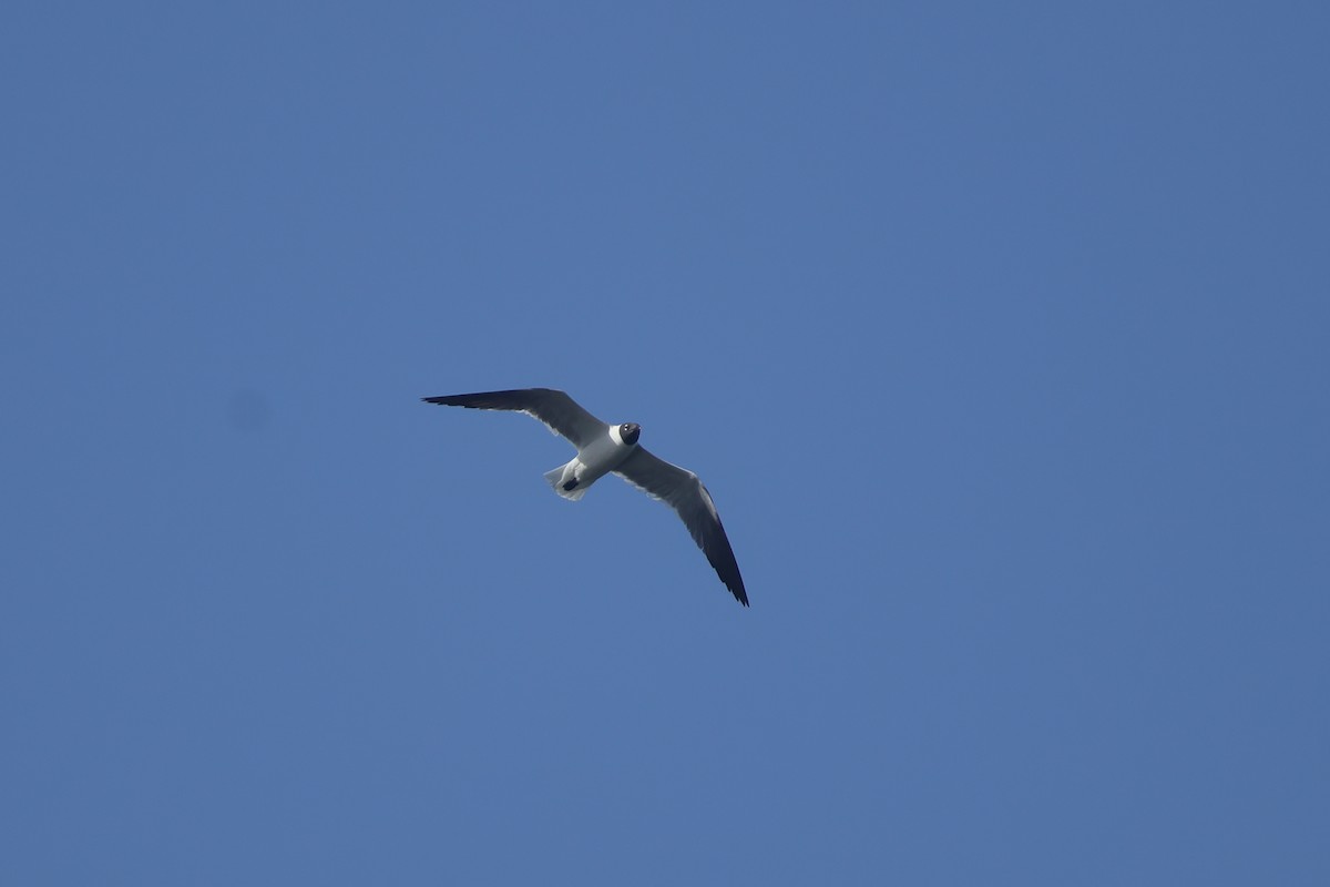 Laughing Gull - ML638458897