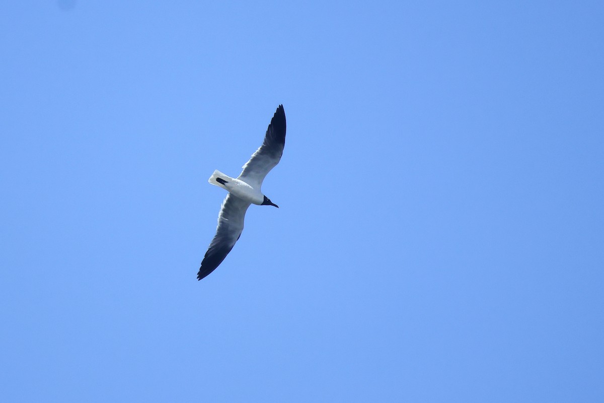 Laughing Gull - ML638458898