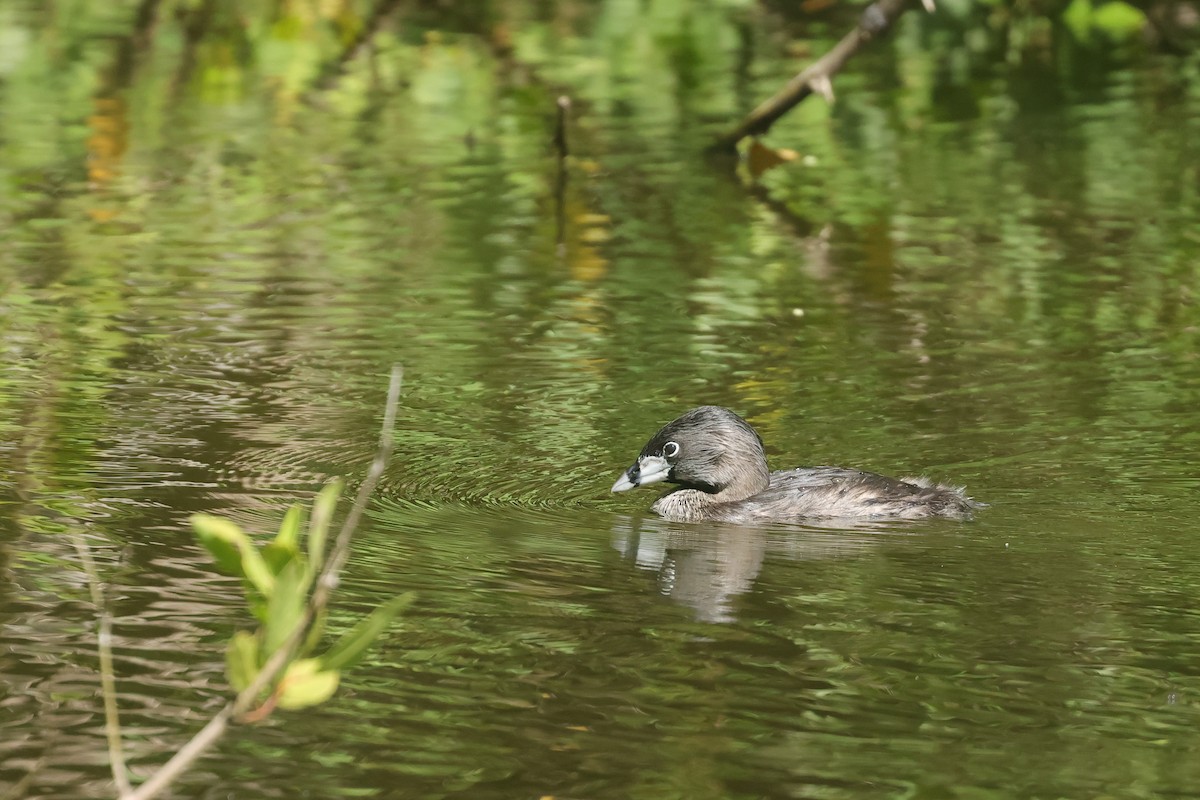 Pied-billed Grebe - ML638458911