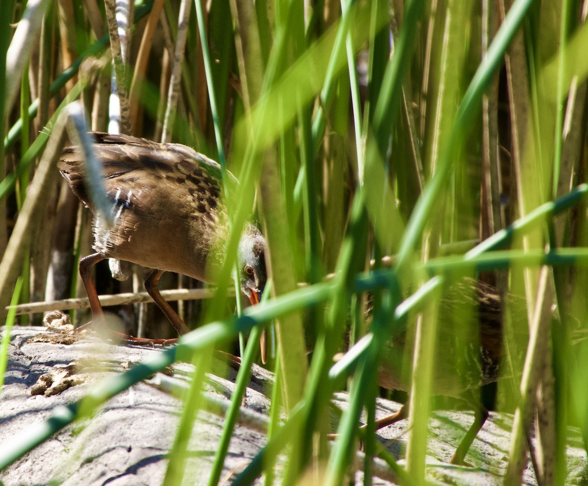 Virginia Rail - ML638458912