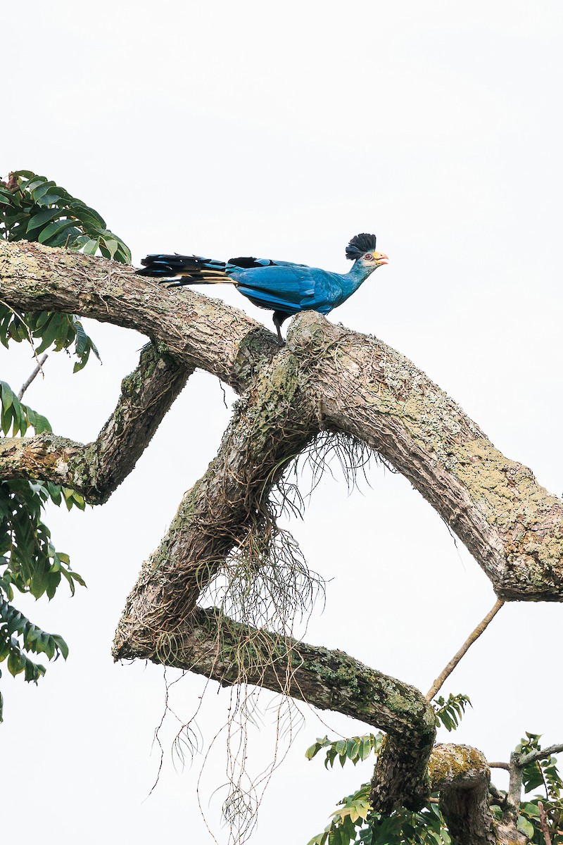 Great Blue Turaco - ML638458917