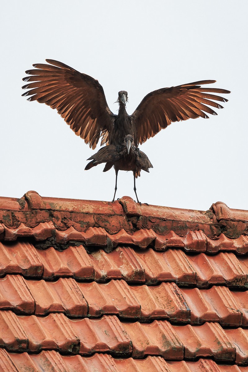 Hamerkop - ML638458923