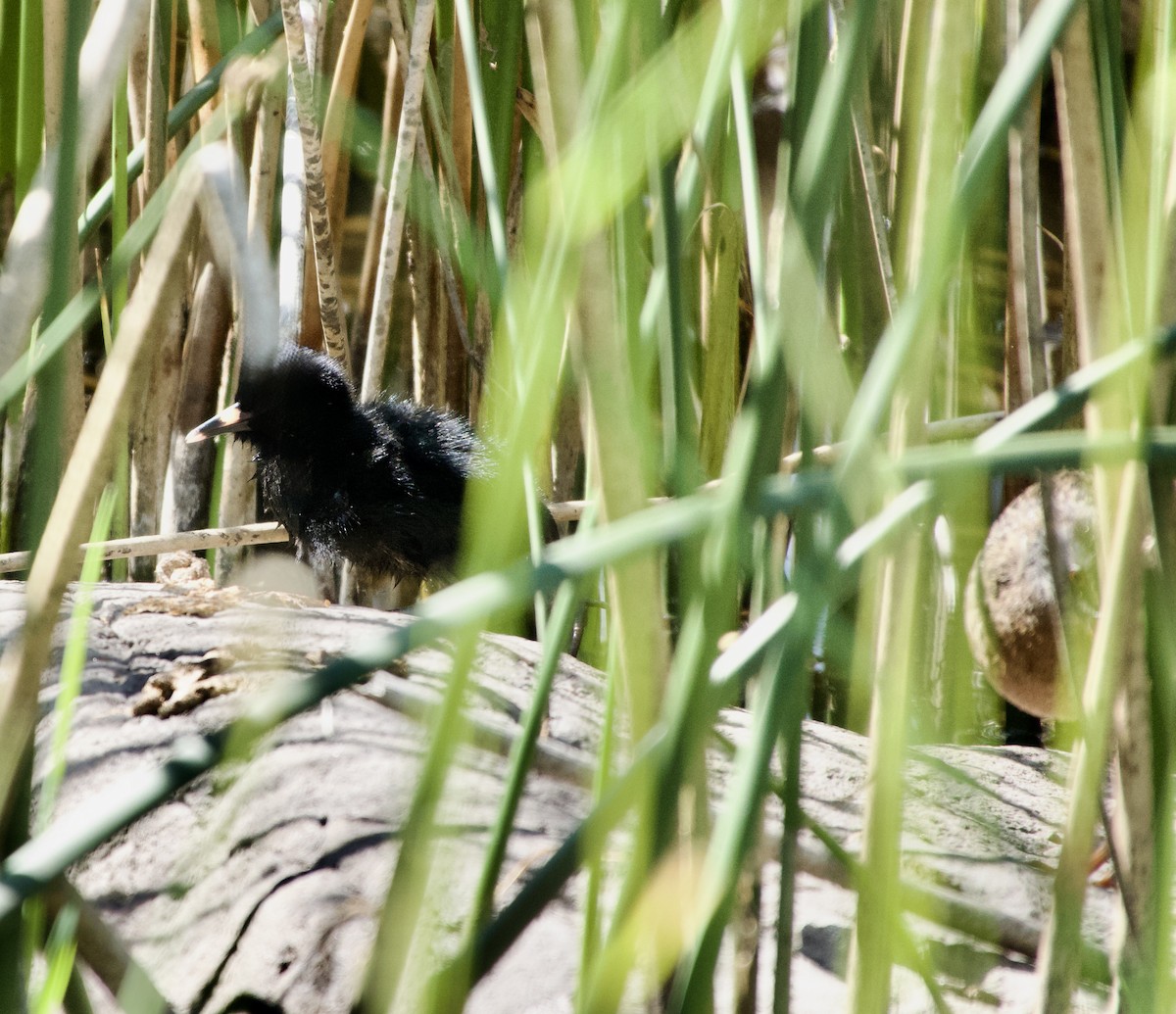 Virginia Rail - ML638458926