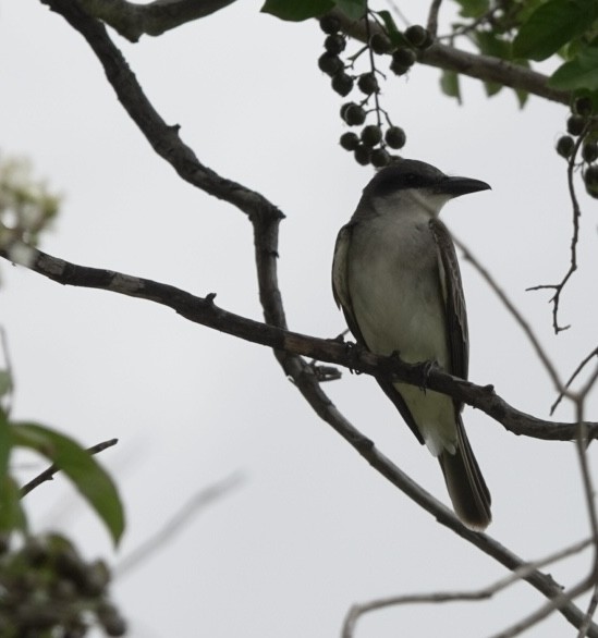 Gray Kingbird - ML638458932