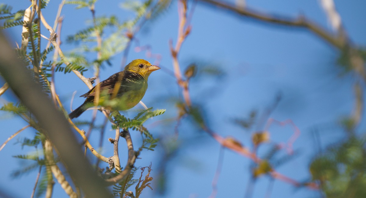 Western Tanager - ML638458933