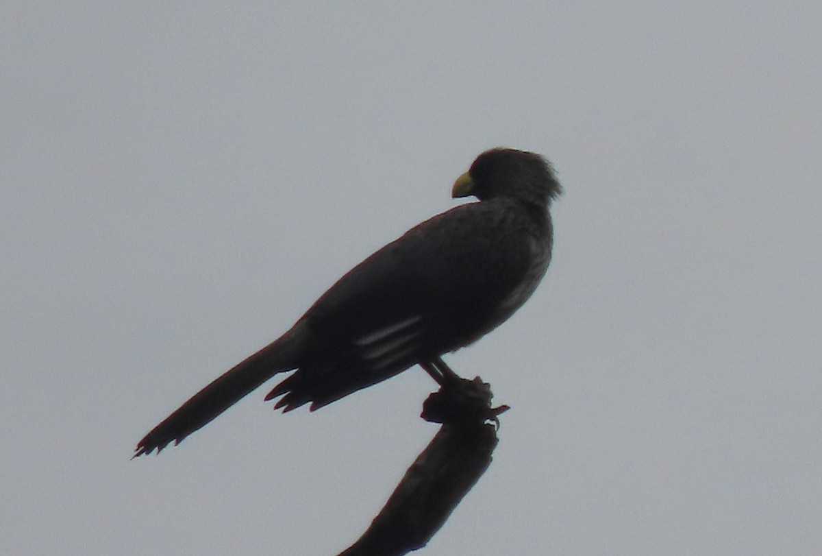 Western Plantain-eater - ML638458961