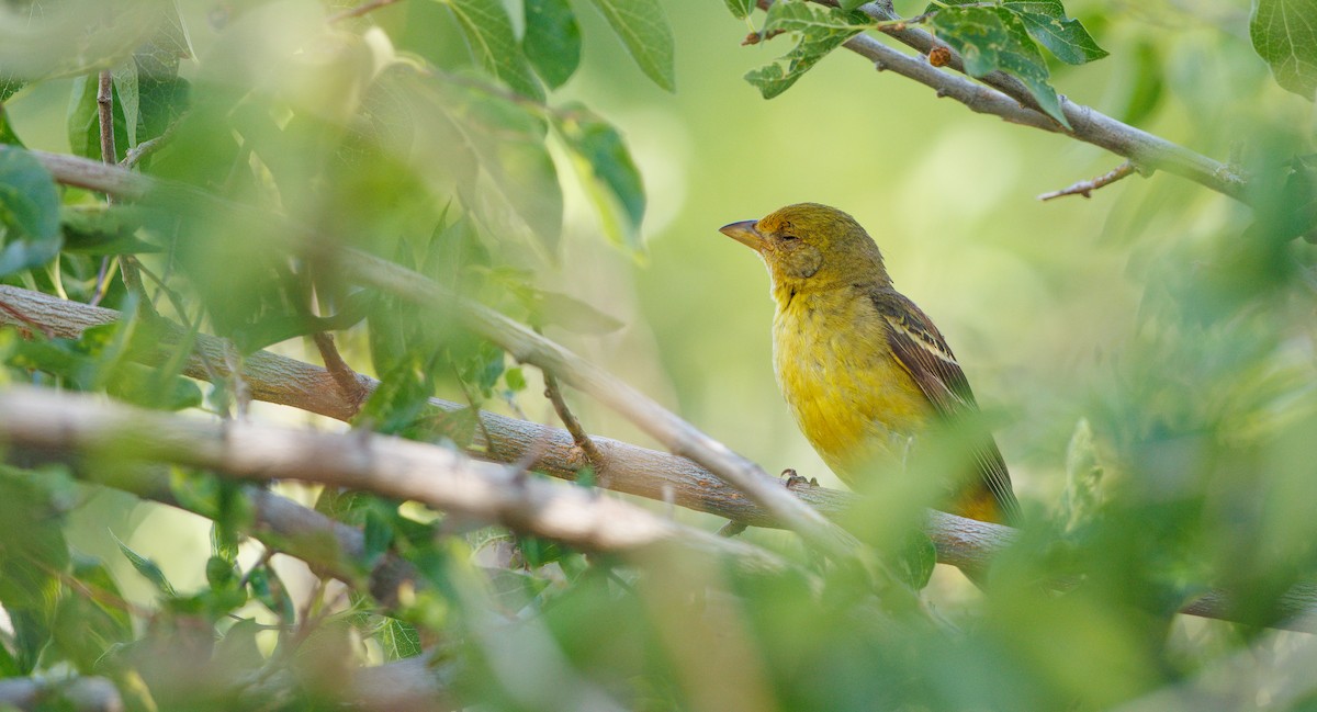 Western Tanager - ML638458970