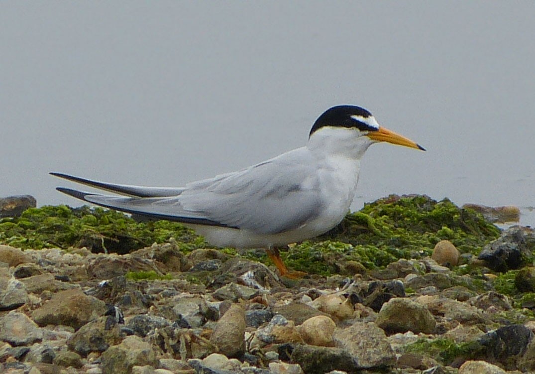 Least Tern - ML638458981