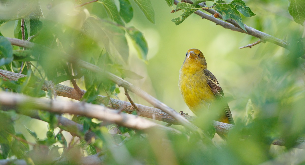 Western Tanager - ML638458991