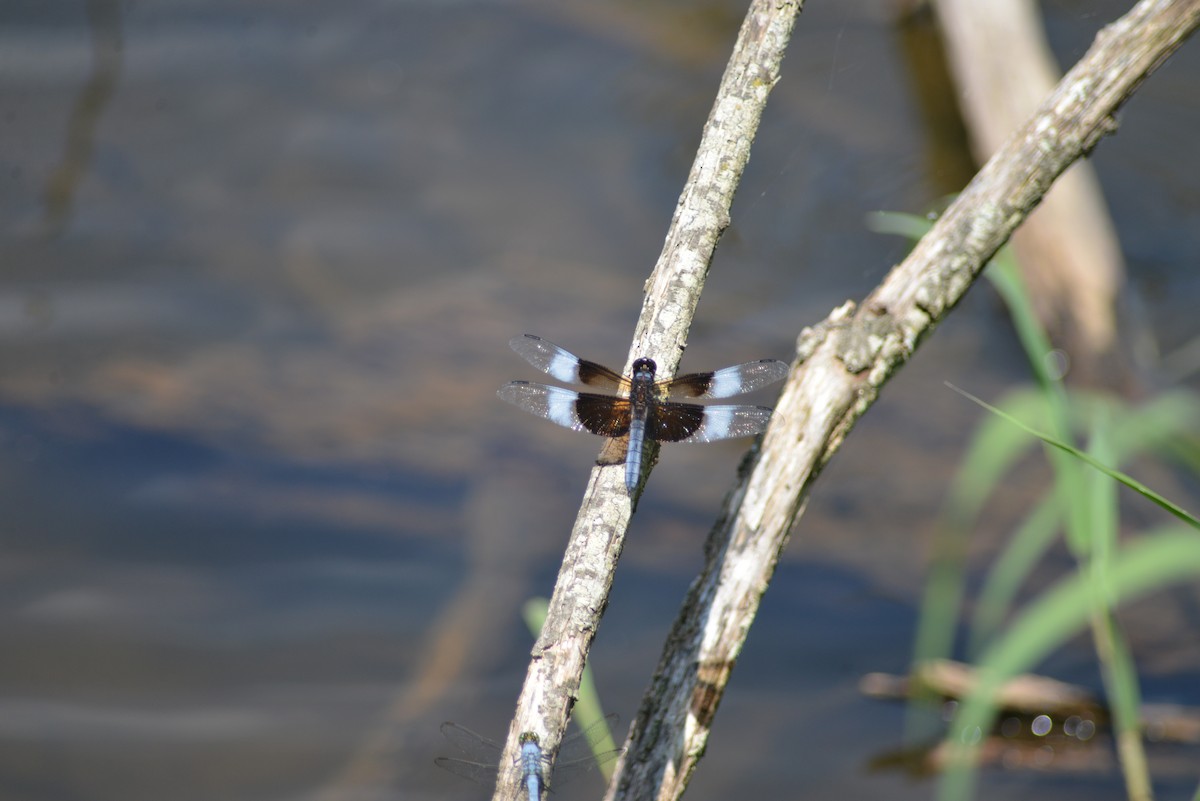 動物界 - ML638459007