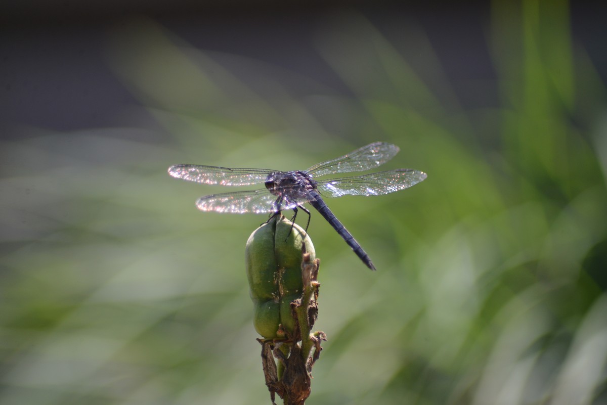 動物界 - ML638459008