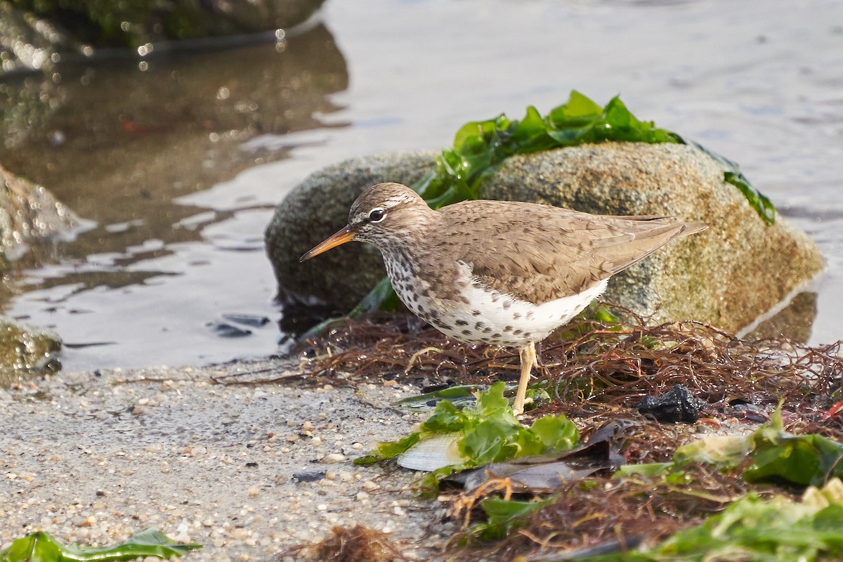 Spotted Sandpiper - ML638459014