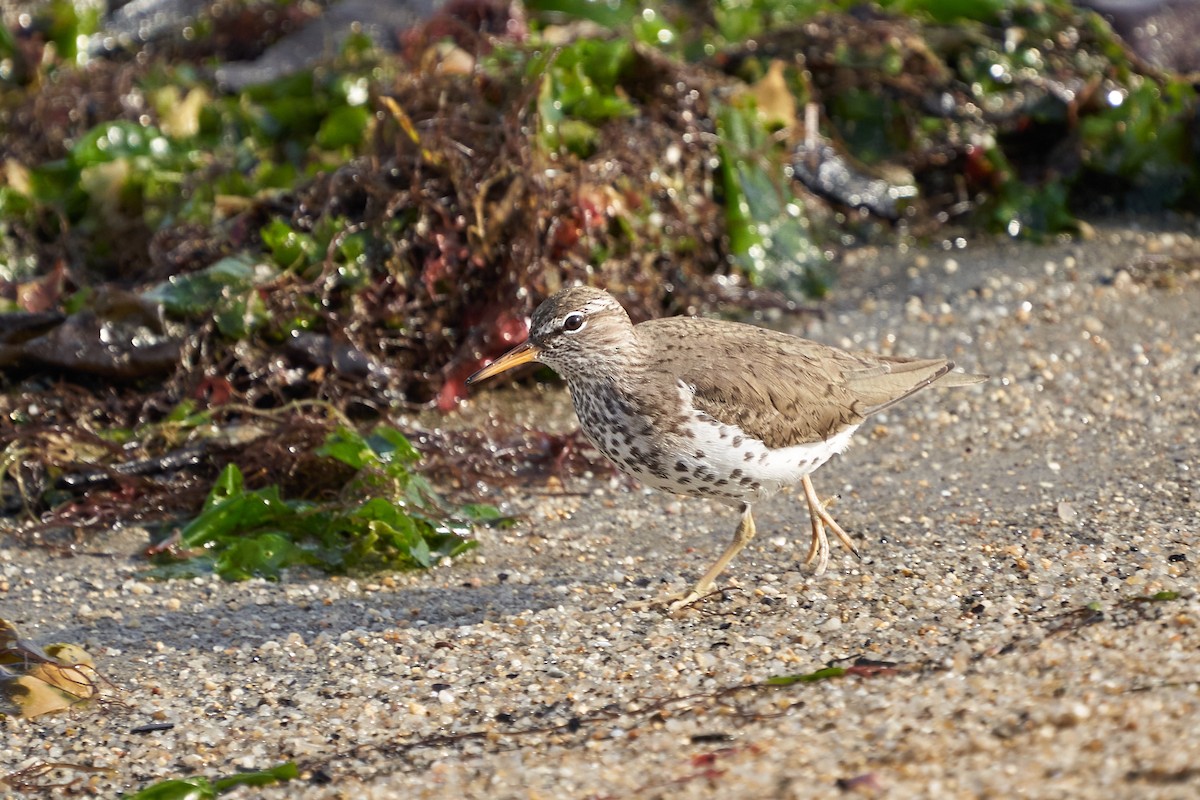 Spotted Sandpiper - ML638459020