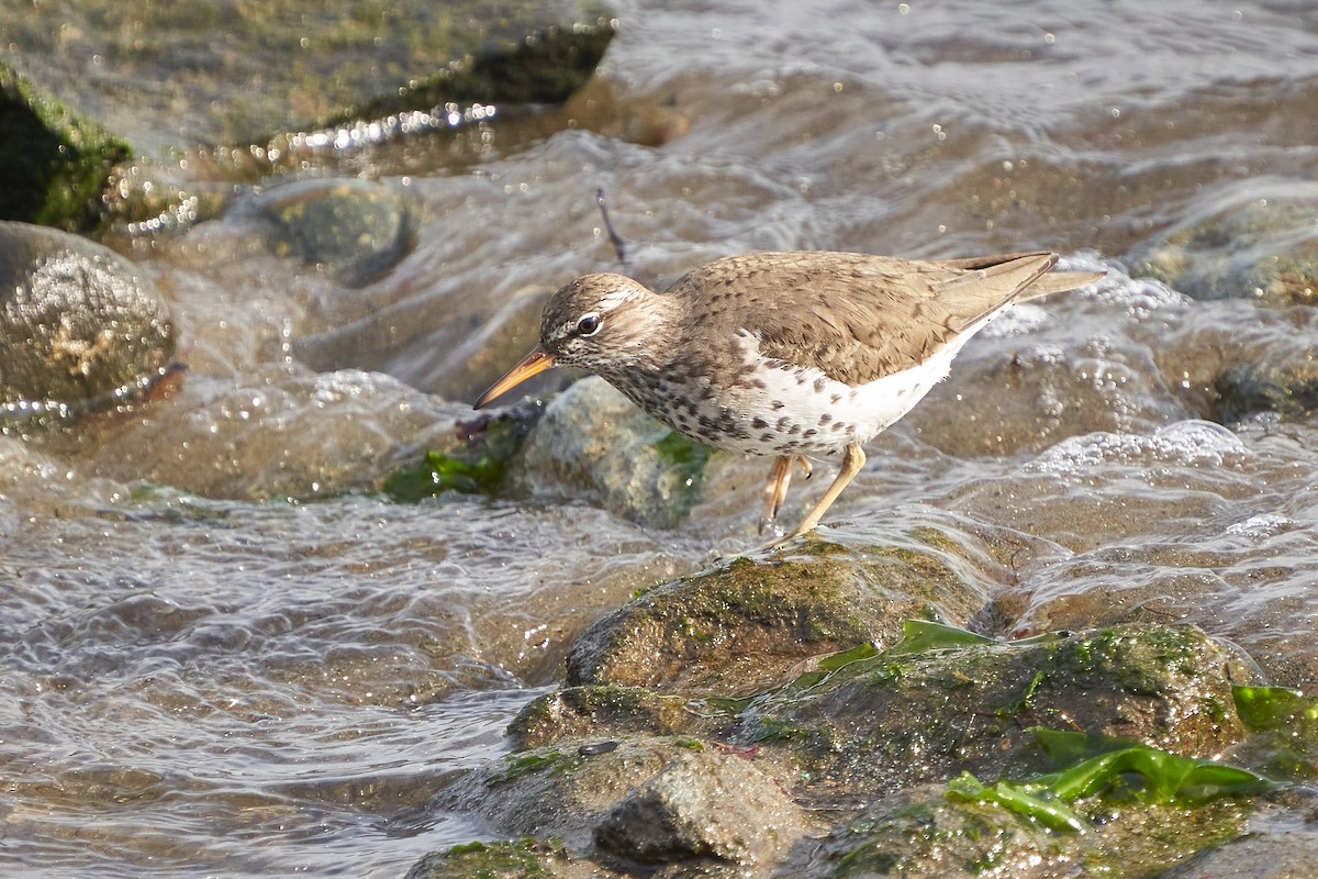 Spotted Sandpiper - ML638459023