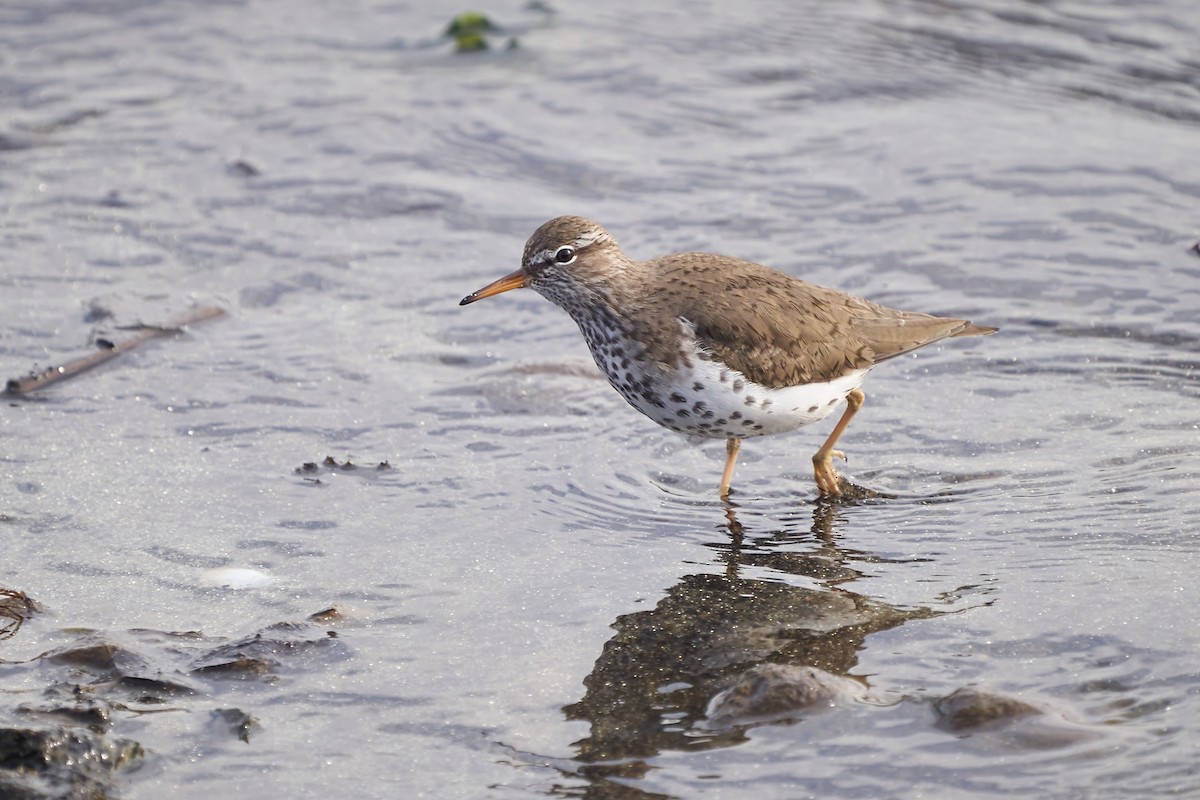Spotted Sandpiper - ML638459030