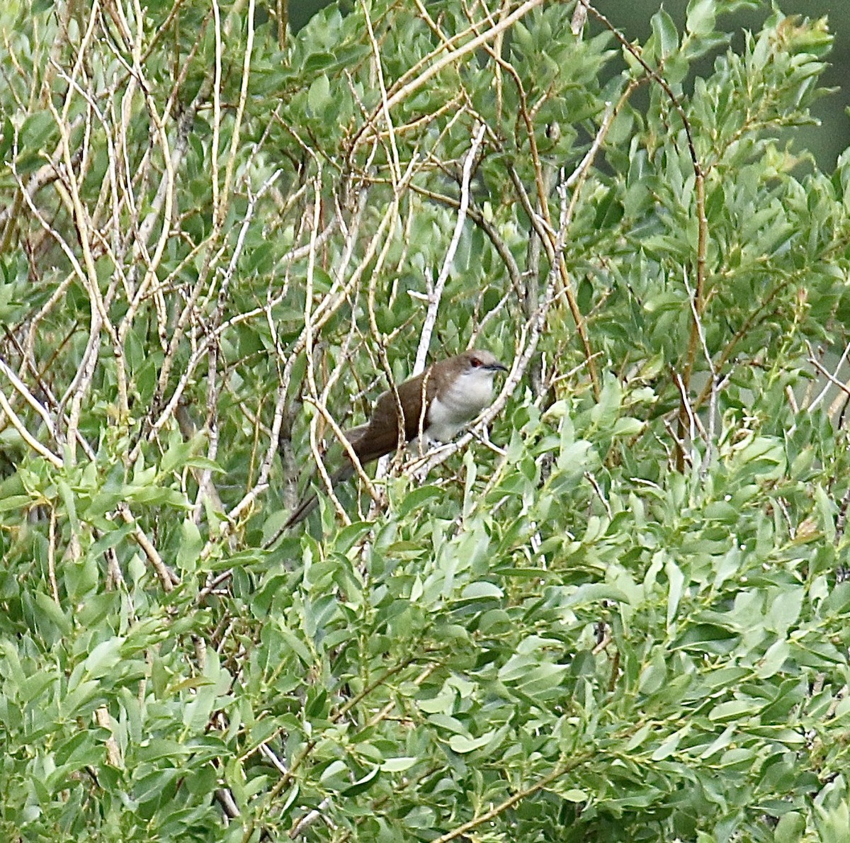 Black-billed Cuckoo - ML638459067