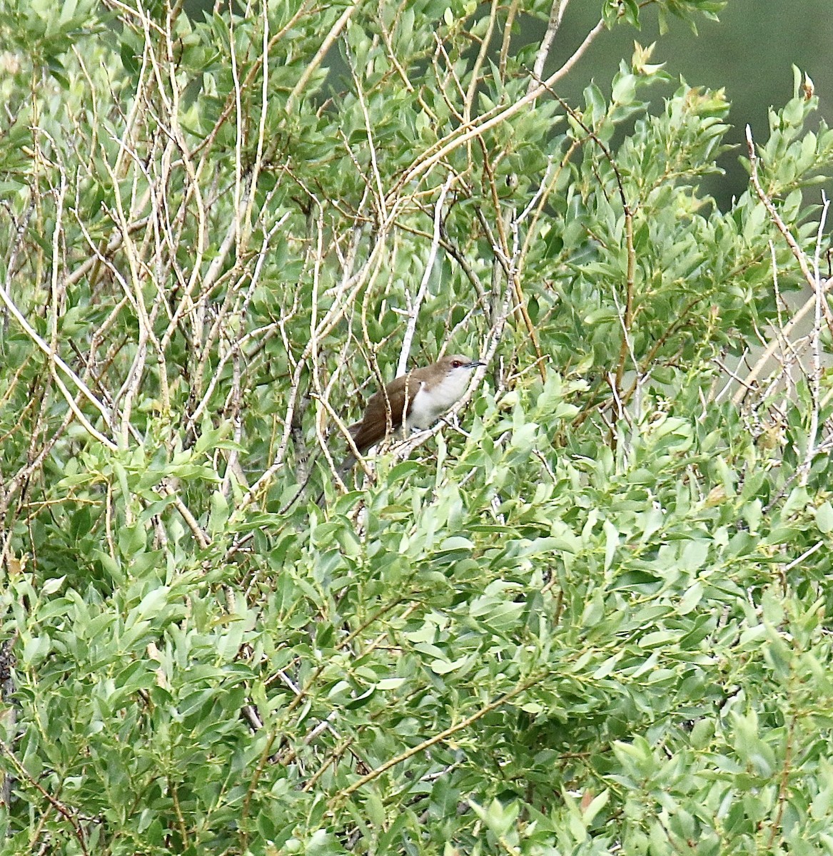 Black-billed Cuckoo - ML638459070