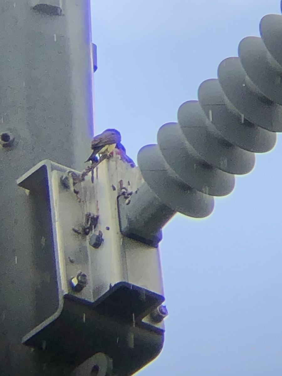 Western Kingbird - ML638459071