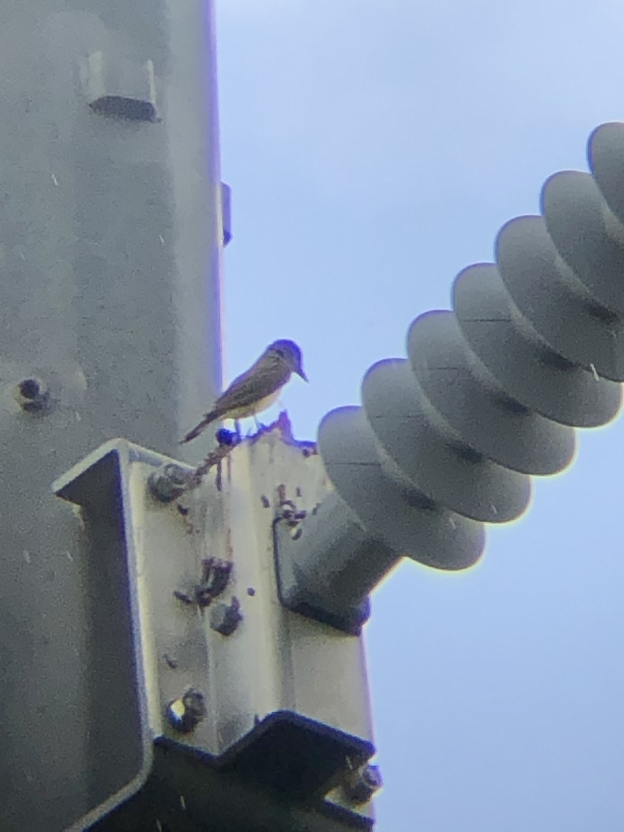 Western Kingbird - ML638459072